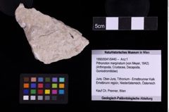 Foto (Objekt + Etiketten) von Pithonoton marginatum (von Meyer, 1842) (NHMW-GEO-1990-0041-0440)